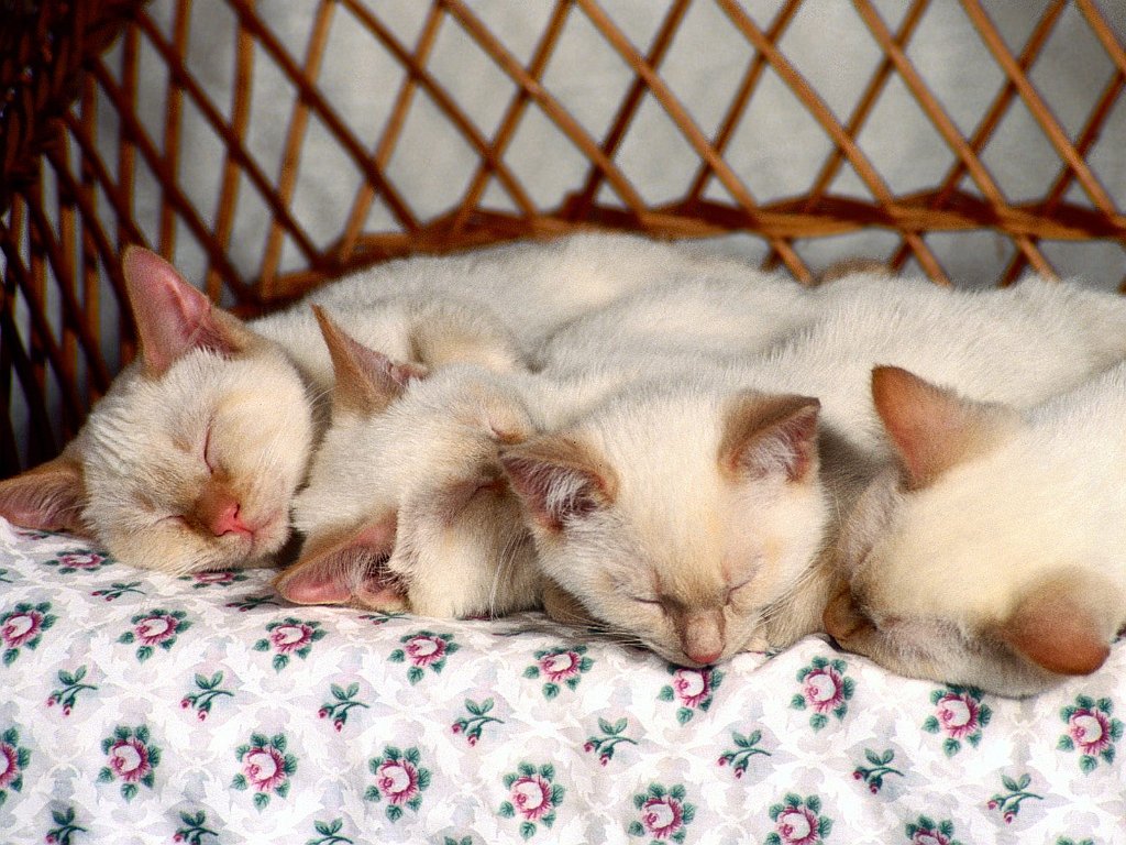 Slumbering Siamese